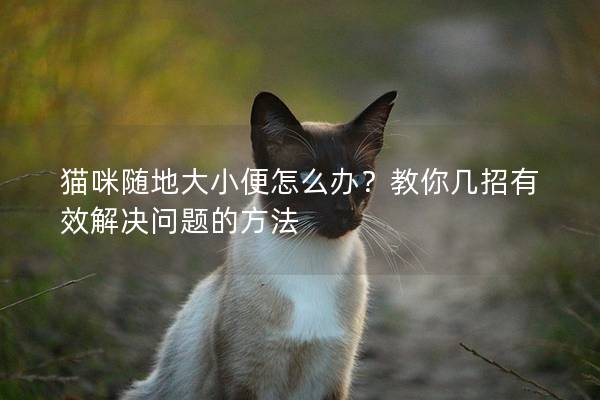 猫咪随地大小便怎么办？教你几招有效解决问题的方法