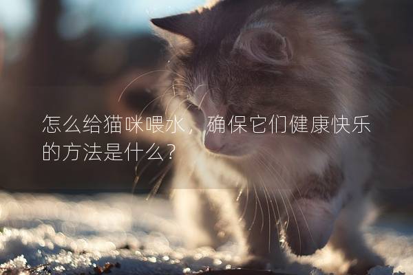 怎么给猫咪喂水，确保它们健康快乐的方法是什么？