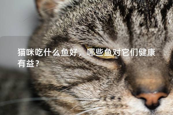 猫咪吃什么鱼好，哪些鱼对它们健康有益？