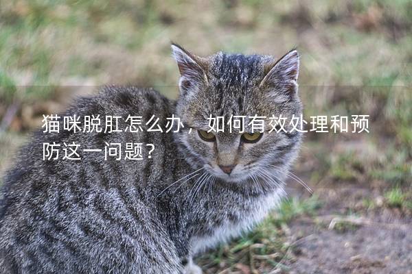 猫咪脱肛怎么办，如何有效处理和预防这一问题？