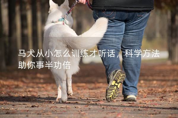 马犬从小怎么训练才听话，科学方法助你事半功倍