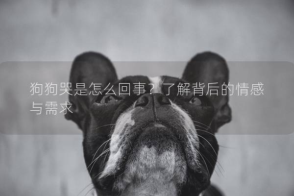 狗狗哭是怎么回事？了解背后的情感与需求