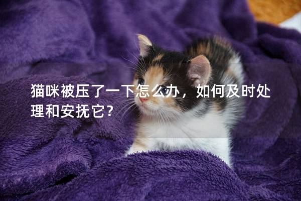 猫咪被压了一下怎么办，如何及时处理和安抚它？