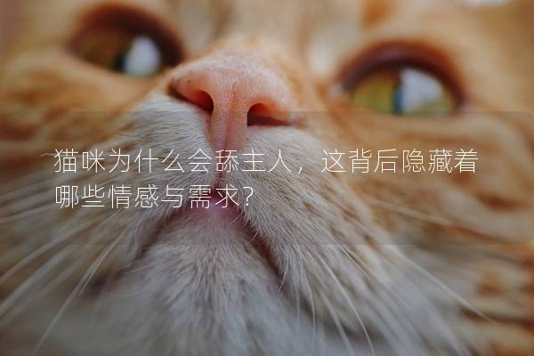 猫咪为什么会舔主人，这背后隐藏着哪些情感与需求？