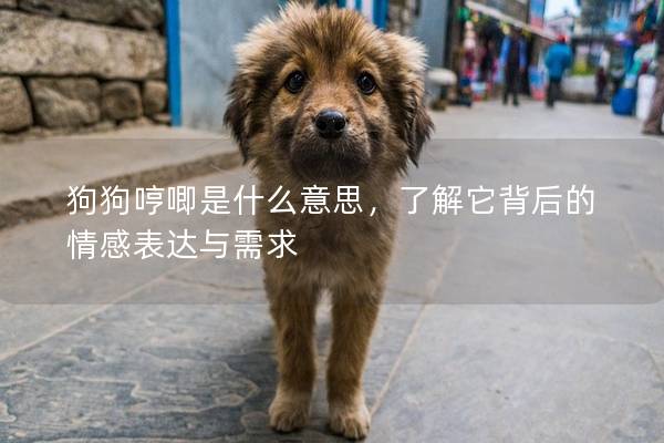 狗狗哼唧是什么意思，了解它背后的情感表达与需求