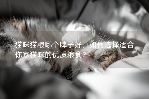 猫咪猫粮哪个牌子好，如何选择适合你家猫咪的优质粮食？