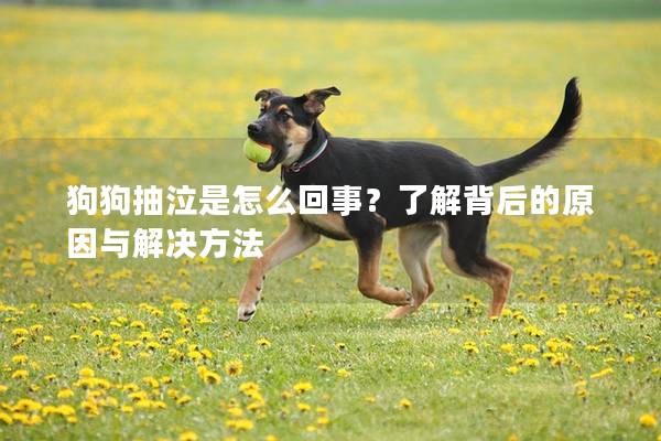 狗狗抽泣是怎么回事？了解背后的原因与解决方法