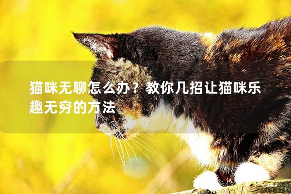 猫咪无聊怎么办?教你几招让猫咪乐趣无穷的方法