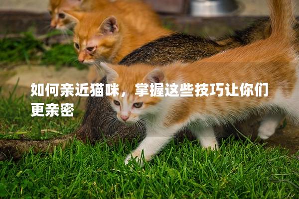 如何亲近猫咪，掌握这些技巧让你们更亲密