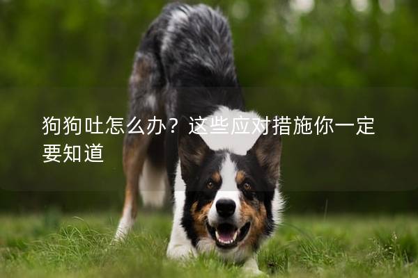 狗狗吐怎么办？这些应对措施你一定要知道