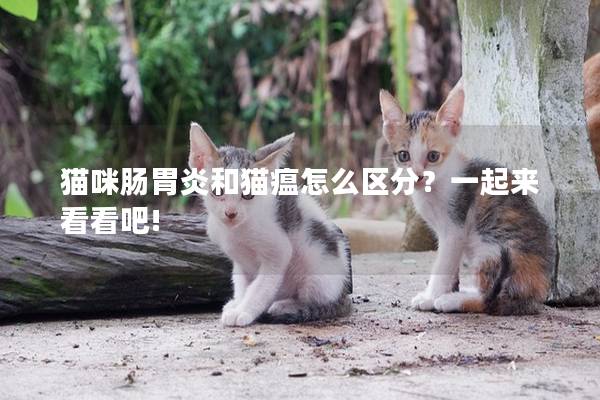 猫咪肠胃炎和猫瘟怎么区分？一起来看看吧!