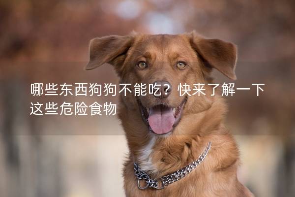 哪些东西狗狗不能吃？快来了解一下这些危险食物