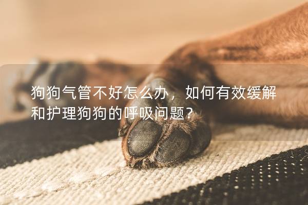 狗狗气管不好怎么办，如何有效缓解和护理狗狗的呼吸问题？