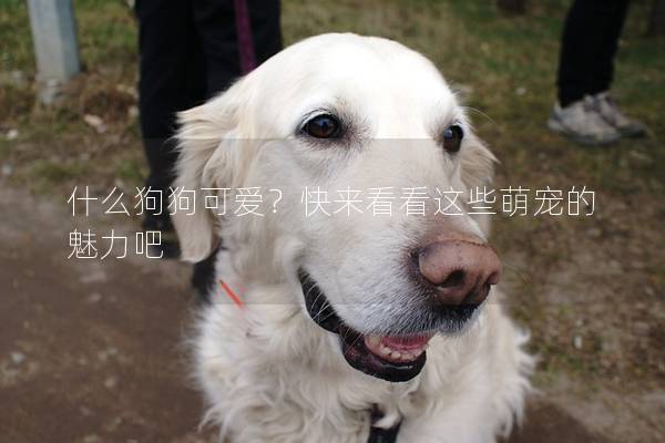 什么狗狗可爱？快来看看这些萌宠的魅力吧