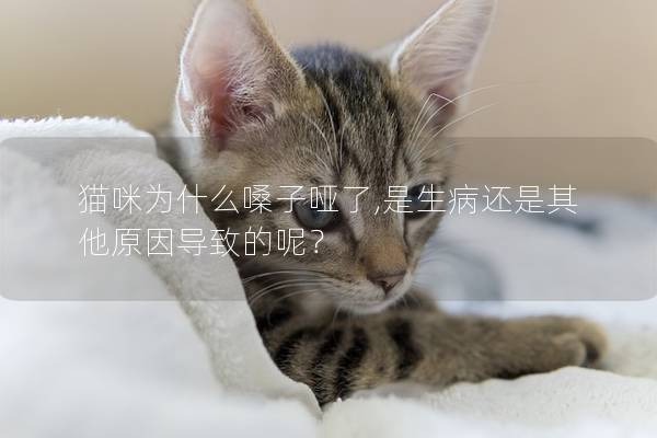 猫咪为什么嗓子哑了,是生病还是其他原因导致的呢？