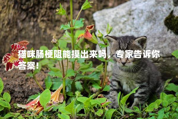 猫咪肠梗阻能摸出来吗，专家告诉你答案!