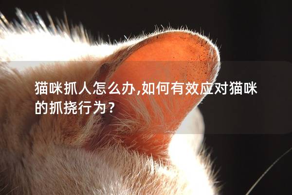 猫咪抓人怎么办,如何有效应对猫咪的抓挠行为？