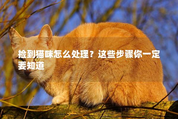 捡到猫咪怎么处理？这些步骤你一定要知道