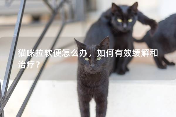 猫咪拉软便怎么办，如何有效缓解和治疗？