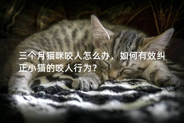 三个月猫咪咬人怎么办，如何有效纠正小猫的咬人行为？