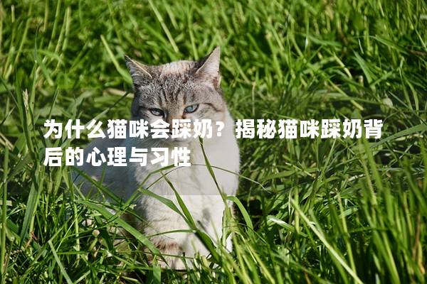 为什么猫咪会踩奶？揭秘猫咪踩奶背后的心理与习性