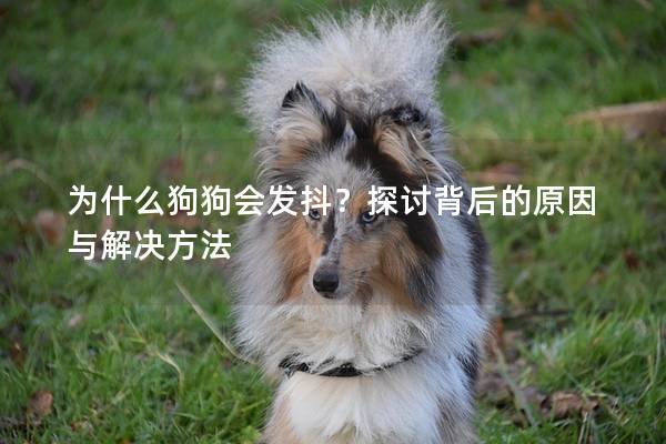 为什么狗狗会发抖？探讨背后的原因与解决方法