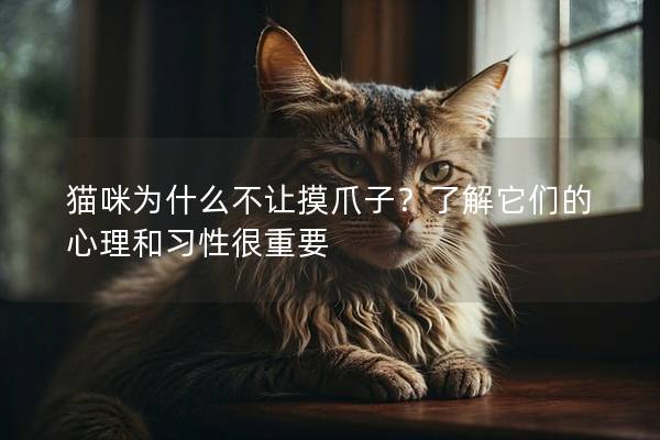 猫咪为什么不让摸爪子？了解它们的心理和习性很重要