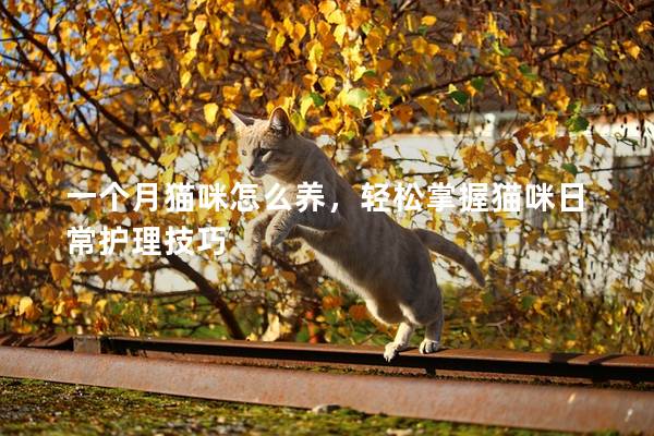 一个月猫咪怎么养，轻松掌握猫咪日常护理技巧