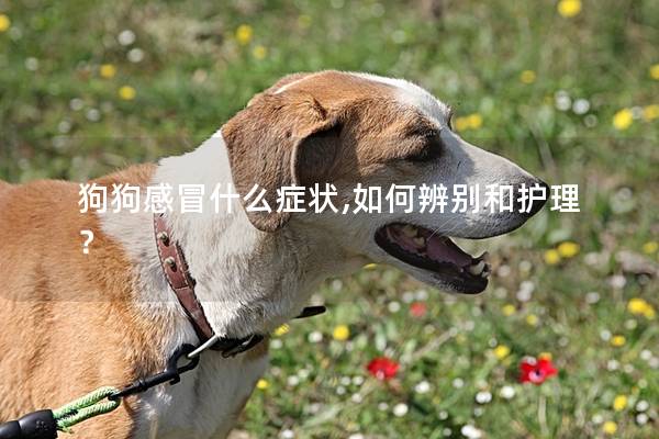 狗狗感冒什么症状,如何辨别和护理？