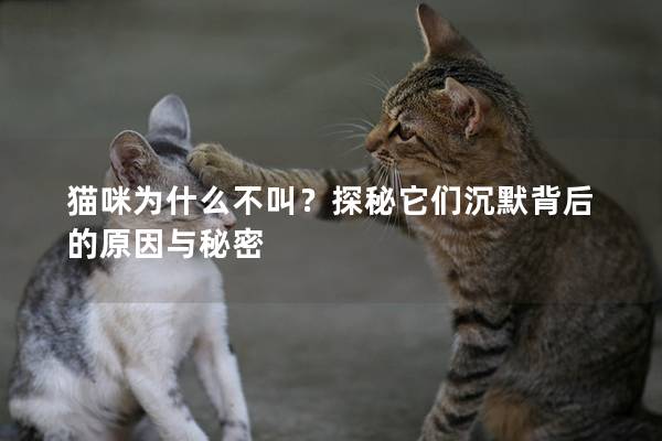 猫咪为什么不叫？探秘它们沉默背后的原因与秘密