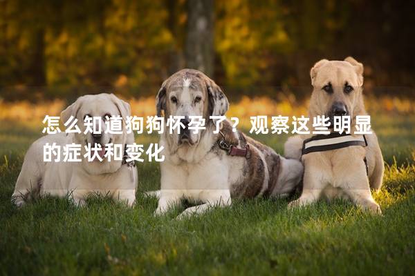 怎么知道狗狗怀孕了？观察这些明显的症状和变化