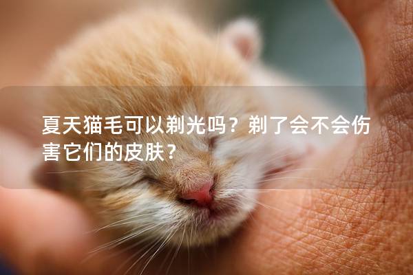 夏天猫毛可以剃光吗？剃了会不会伤害它们的皮肤？