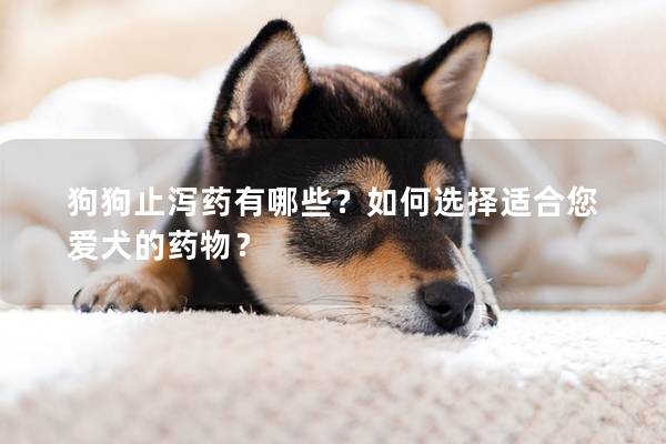 狗狗止泻药有哪些？如何选择适合您爱犬的药物？