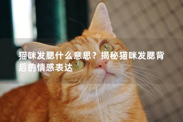 猫咪发腮什么意思？揭秘猫咪发腮背后的情感表达