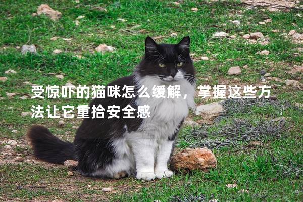 受惊吓的猫咪怎么缓解，掌握这些方法让它重拾安全感