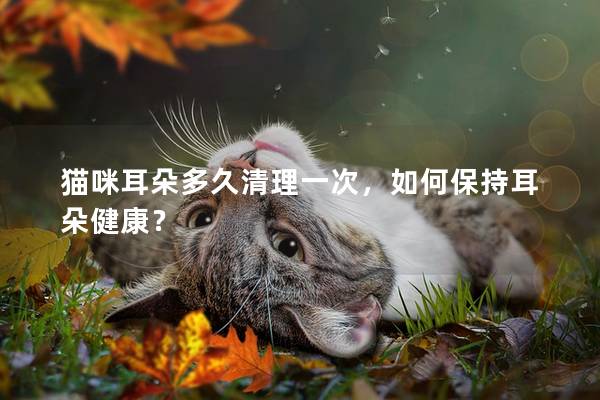 猫咪耳朵多久清理一次，如何保持耳朵健康？