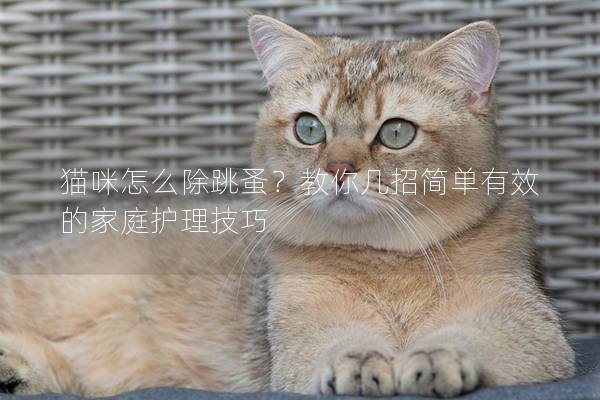 猫咪怎么除跳蚤？教你几招简单有效的家庭护理技巧