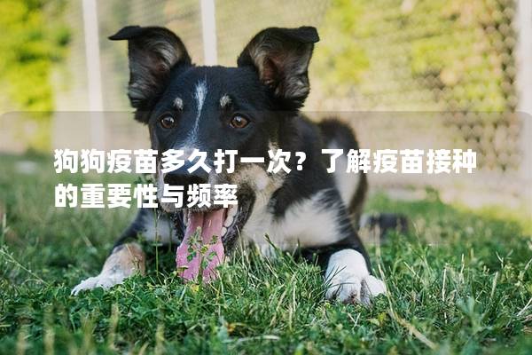 狗狗疫苗多久打一次？了解疫苗接种的重要性与频率