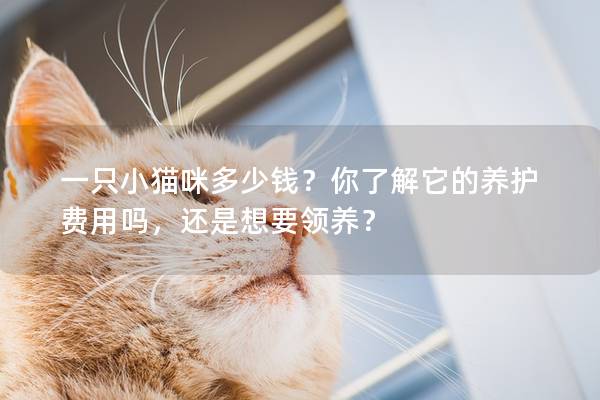 一只小猫咪多少钱？你了解它的养护费用吗，还是想要领养？