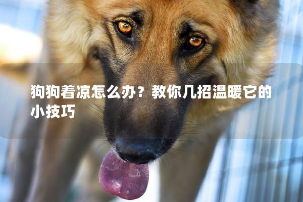 狗狗着凉怎么办？教你几招温暖它的小技巧