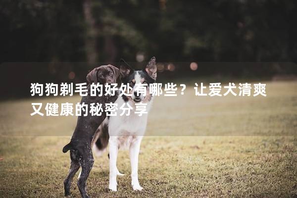 狗狗剃毛的好处有哪些？让爱犬清爽又健康的秘密分享