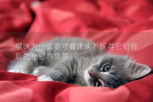 猫咪为什么要守着床头？探寻它们背后的秘密与情感