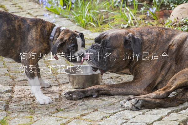 狗狗驱虫药排名前十名，选择最适合你爱犬的驱虫药