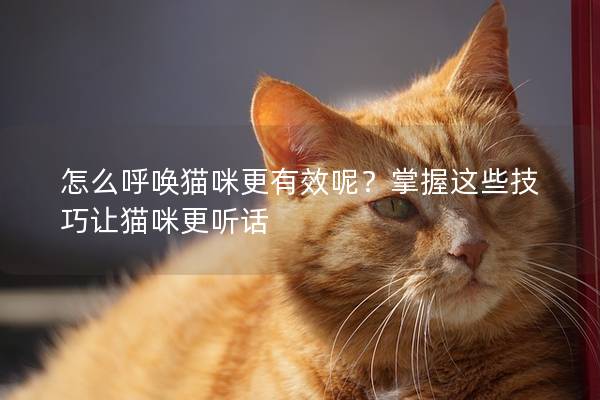 怎么呼唤猫咪更有效呢？掌握这些技巧让猫咪更听话