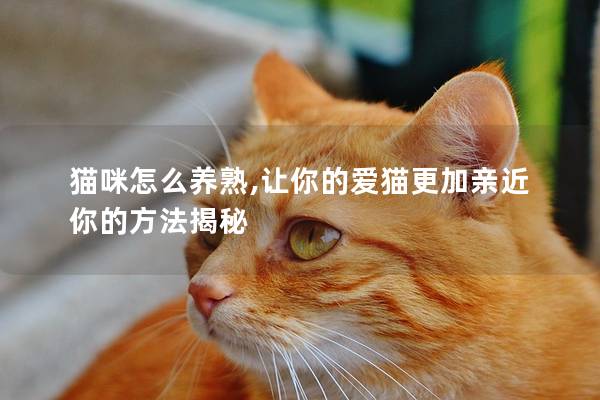 猫咪怎么养熟,让你的爱猫更加亲近你的方法揭秘