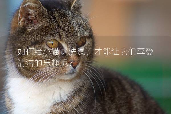 如何给小猫咪洗澡，才能让它们享受清洁的乐趣呢？