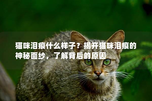 猫咪泪痕什么样子？揭开猫咪泪痕的神秘面纱，了解背后的原因