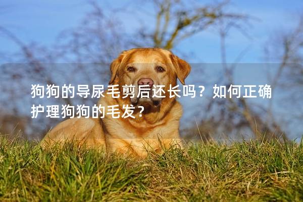 狗狗的导尿毛剪后还长吗？如何正确护理狗狗的毛发？