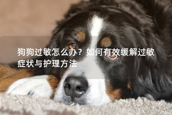 狗狗过敏怎么办？如何有效缓解过敏症状与护理方法