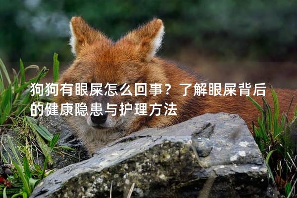 狗狗有眼屎怎么回事？了解眼屎背后的健康隐患与护理方法